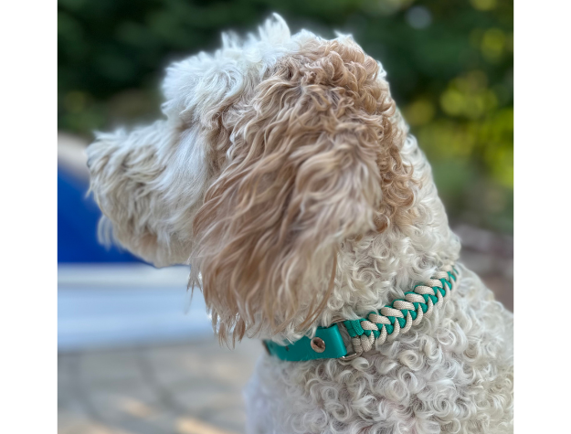 Teal and cream fishtail braided paracord dog collar on a white curly-haired dog.