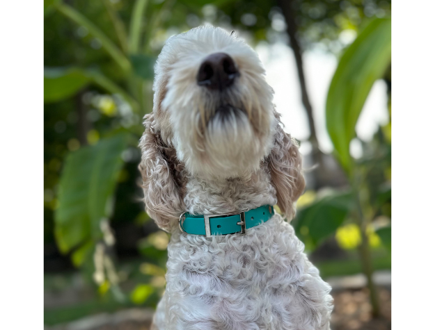 Teal and cream fishtail braided dog collar with silver hardware on a white dog.