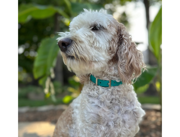 Teal and cream fishtail braided dog collar with teal buckle on a white dog.